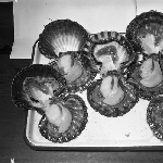 Cover image for Photograph - Scallop Industry, scallops in their shells