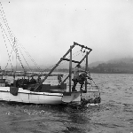 Cover image for Photograph - Scallop Industry, pulling up a catch of scallops