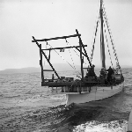 Cover image for Photograph - Scallop Industry, scallop workers on boat