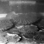 Cover image for Photograph - Scallop Industry, bed of scallops