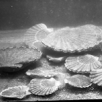 Cover image for Photograph - Scallop Industry, bed of scallops