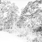 Cover image for Photograph - Taranna area, Eucalyptus stand