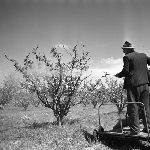 Cover image for Photograph - Spraying in orchard