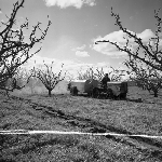 Cover image for Photograph - Tractor in orchard