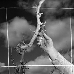 Cover image for Photograph - Pruning apple tree