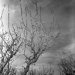 Cover image for Photograph - Apple tree before pruning