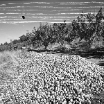 Cover image for Photograph - Huonville, pile of apples at orchard