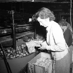 Cover image for Photograph - H. Jones and Co. Company, Huonville, wrapping apples