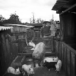 Cover image for Photograph - Wardlaw Bros, pig farming