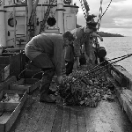Cover image for Photograph - Scallop Industry, emptying scallop catch onto deck