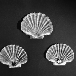Cover image for Photograph - Scallop Industry, scallop shells
