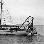 Cover image for Photograph - Scallop Industry, hauling aboard scallops