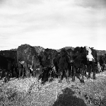 Cover image for Photograph - Bell Bay, arrival of cattle for Tasmanian Government from New Zealand, cattle grazing