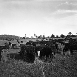 Cover image for Photograph - Bell Bay, arrival of cattle for Tasmanian Government from New Zealand, cattle