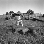 Cover image for Photograph - Hagley Farm Area School, pigs