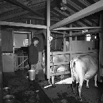 Cover image for Photograph - Hagley Farm Area School, milking cows