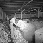 Cover image for Photograph - Hobart, bales of wool awaiting shipment - 2 photographs
