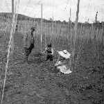 Cover image for Photograph - Derwent Valley, hop fields, stringing the hops - 2 photographs