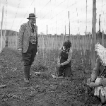 Cover image for Photograph - Derwent Valley, hop fields, stringing the hops - 2 photographs