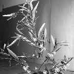 Cover image for Photograph - Flower series, Phebalium squameum (Love wood)