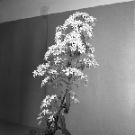 Cover image for Photograph - Flower series, Olearia stellulata var. lirata (Daisy bush)
