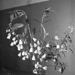 Cover image for Photograph - Flower series, Aristotelia pedureularis (Heart berry)