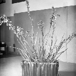 Cover image for Photograph - Flower series, Stylidium graminifolium (Trigger plant)
