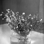 Cover image for Photograph - Flower series, Grompholobium luegelei (Bladder pea)