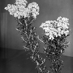 Cover image for Photograph - Flower series, Cassinia aculeata (Dolly bush)