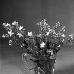 Cover image for Photograph - Flower series, Eriostemon verriucosus (Tasmania wax flower)