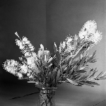 Cover image for Photograph - Flower series, Callistemon salignus