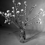 Cover image for Photograph - Flower series, Pimelia nivea (Cotton bush)