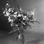 Cover image for Photograph - Flower series, Prostanthera lassianthos (Mint bush or Christmas bush)