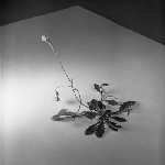 Cover image for Photograph - Flower series, goodenia