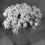Cover image for Photograph - Flower series, rice flower (pimelea humilis)