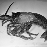 Cover image for Photograph - Crayfish dissected, showing gills