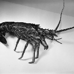 Cover image for Photograph - Crayfish