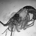 Cover image for Photograph - Crayfish dissected, showing gills