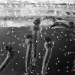 Cover image for Photograph - Mosquito larvae or wrigglers, breathing through their tails underwater