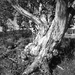 Cover image for Photograph - Gnarled tree trunk