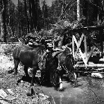 Cover image for Photograph - Florentine Valley, lumbering, horses resting after pulling myrtle