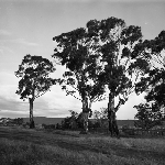 Cover image for Photograph - Gum Trees
