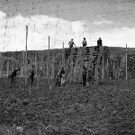 Cover image for Photograph - Derwent Valley, hop fields, stringing the hops
