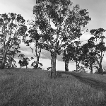 Cover image for Photograph - Gum Trees