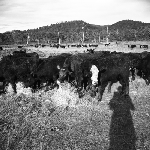 Cover image for Photograph - Cattle grazing
