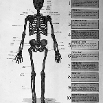 Cover image for Photograph - Visual Aids Centre chart, the human skeletal system (copy)