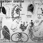 Cover image for Photograph - Visual Aids Centre chart, the human respiratory system (copy)