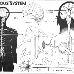 Cover image for Photograph - Visual Aids Centre chart, the human nervous system (copy)