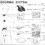 Cover image for Photograph - Visual Aids Centre chart, the human endocrine system (copy)