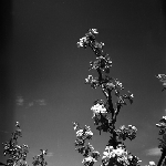 Cover image for Photograph - Blossoms, perhaps apple blossoms